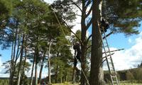 Backwoods Cooking :: Tree Climb Leap of Faith  photo