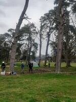 In the Trees photo