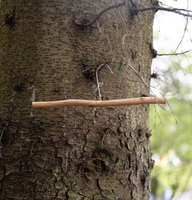 Bushcraft Zone photo